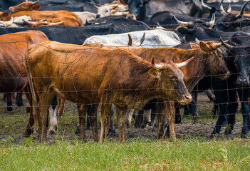 Obraz premium Horned cattle livestock standing sideways on the field grass directly behind a metal wire mesh boundary fence among a herd of animals.