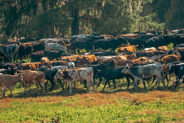 Obraz premium Huge group of domestic horned cattle mammals standing tightly together on the green pasture field grass in front of dark forest trees.