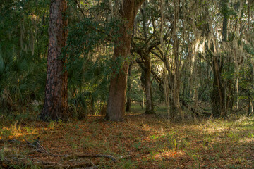 Thick bark trunk of a tall pine tree growing in a dense wild forest next to live oak trees covered with Spanish moss and green palm leaves. © AncientAftertone
