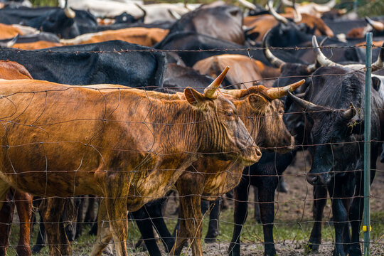 Horned cattle mammal standing in profile on the pasture grass directly behind a metal wire mesh boundary fence among a livestock herd.