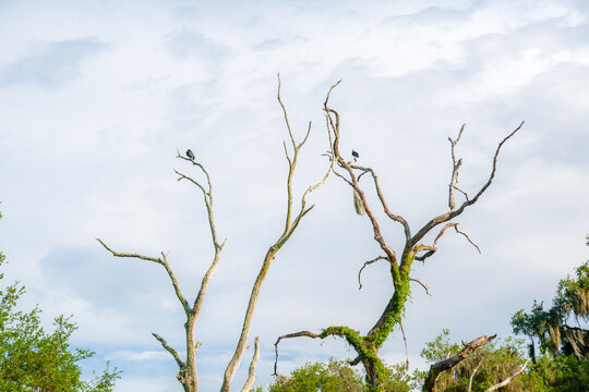 Pair of turkey vulture birds resting high on the bare dry branches of a dead tree trunk wrapped in green vines against a cloudy sky.