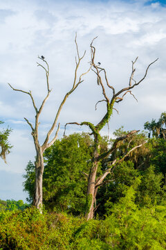 Wild turkey vulture birds perching on the top bare wood branches of a tall dead tree covered with climbing green vines in the forest.