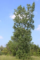 Single eastern cottonwood in a meadow in Morton Grove, Illinois © John