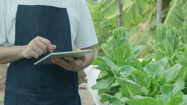 Organic farming, salad farm. Farmers recheck quality record on application on tablet. Hydroponics vegetable grow naturally. greenhouse garden, Ecological Biological, Healthy, Vegetarian, ecology