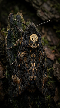 A Death's Head Hawkmoth rests upon a mossy bark surface while displaying the prominent skull pattern that marks its thorax during a quiet moment in the wild forest environment of the evening