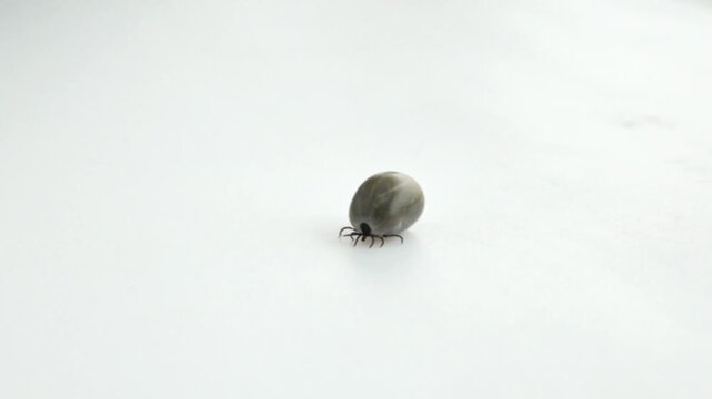 blood sucking arthropod tick.parasitic insect.dangerous, blood sucking insect. parasitic insect and a carrier of Lyme disease