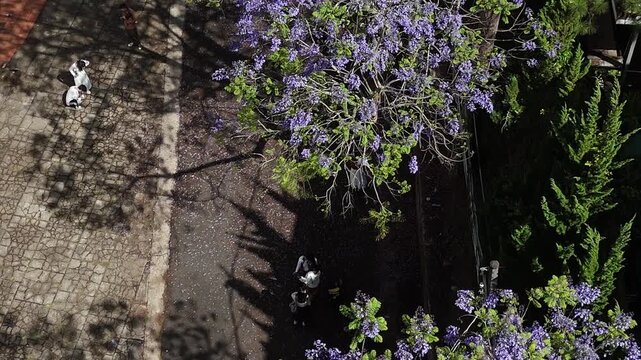 Top down aerial view of blooming purple Jacaranda tree canopy with tourists taking photos below in Da Lat Vietnam