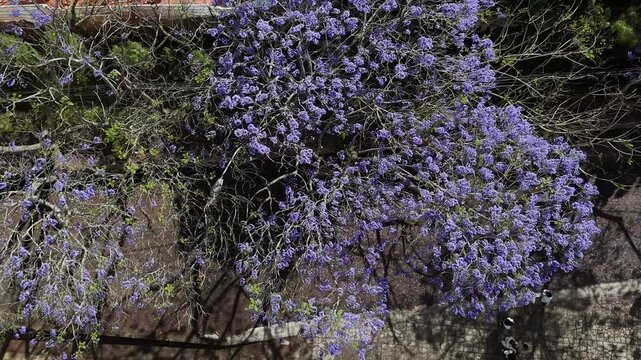 Top down aerial view of blooming purple Jacaranda tree canopy with tourists taking photos below in Da Lat Vietnam