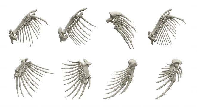 3d rendered bird wing skeletons in various positions against a plain white background educational resources