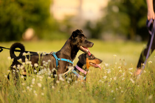 Two dogs standing side by side in a field at sunset