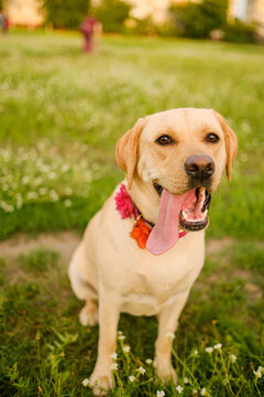 Happy yellow Labrador Retriever with flower collar sitting on grass panting tongue sticking out profile view