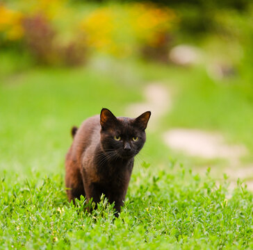 Stray homeless black cat standing in green grass looking at camera outdoors