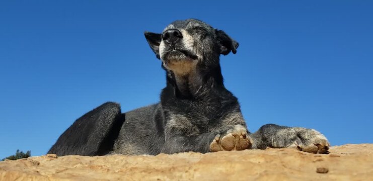 Close-up video of a sleepy dark mixed breed dog yawning outdoors under blue sky
black and white dog