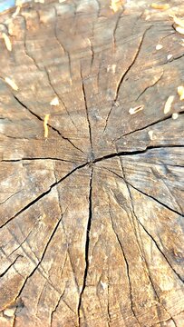 wood texture background