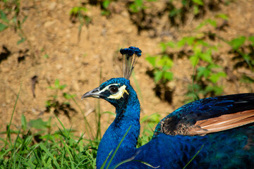 Obraz premium Peacock laying on the grass