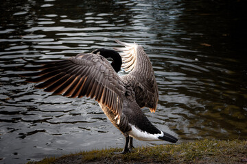 Canada Goose stretching wings in the sunlight © Kayly