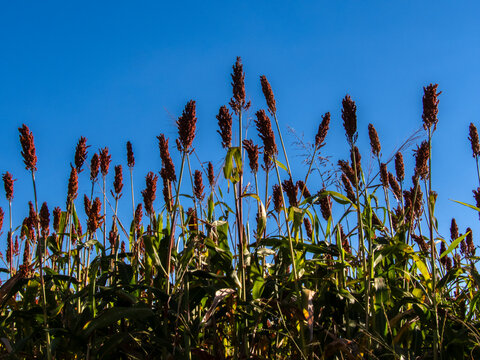 Low angle view of ripe red sorghum panicles growing in an agricultural field against a clear blue sky background. Cultivated grain crop plantation during harvest season in Brazil.