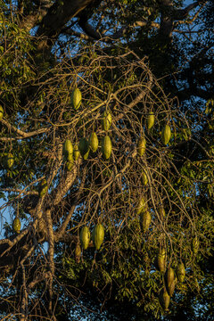 A close-up of developing green seed pods on the branches of a white floss-silk tree (Ceiba insignis), a species native to the Brazilian flora belonging to the Malvaceae family. 