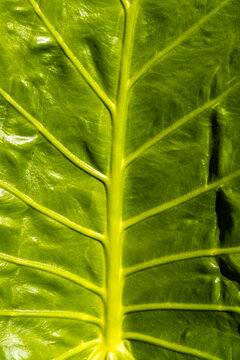Detailed macro photograph showing the vivid green texture and veins pattern of an Alocasia Macrorrhizos leaf, commonly known as giant elephant ear plant, shot in natural sunlight in Brazil.