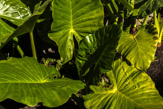 High angle macro view of lush glossy green Alocasia macrorrhizos foliage. The sun illuminates the natural texture and detailed vein structure of large tropical leaves, 