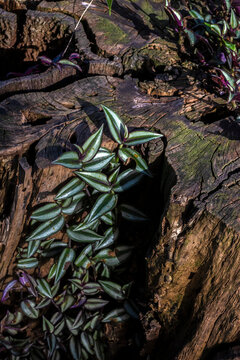 A silver inch plant, Tradescantia zebrina, originally native to Mexico and Central America, thrives as a naturalized exotic species inside the hollow cleft of an old tree stump in Brazil