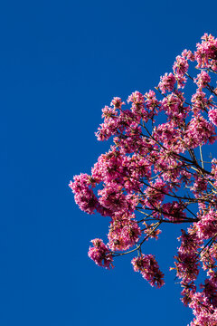 Close up of pink ip&ecirc; tree flowers (Handroanthus impetiginosus) blooming during the dry season under a clear deep blue sky, scenic tropical nature shot in Brazil.