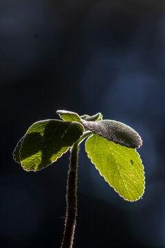 Backlit Boldo Leaf Close Up in Brazil Nature. Detailed close-up shot of a vibrant green boldo plant leaf capturing beautiful backlighting, showing details of texture and plant biology in Brazil.