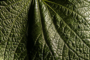 Fototapeta premium High-angle macro shot showcasing the rich, intricate texture and deep ridges of a dark green tropical leaf from the Pariparoba (Piper umbellatum) plant