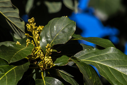 Close up shot of fresh green avocado tree leaves and small delicate yellow flowers starting to bloom on branches in a sunny orchard background, sustainable agriculture cultivation in Brazil.