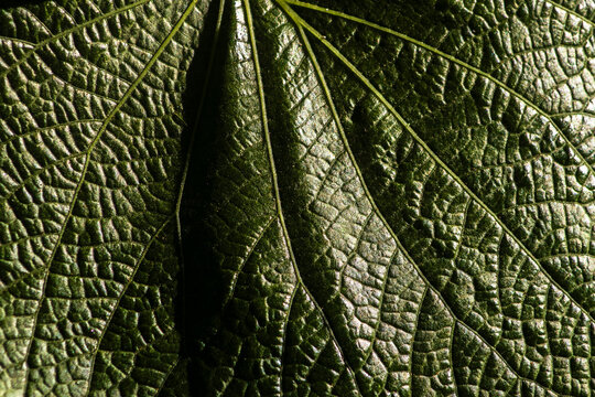 High-angle macro shot showcasing the rich, intricate texture and deep ridges of a dark green tropical leaf from the Pariparoba (Piper umbellatum) plant