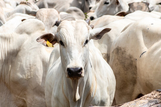 Herd of Nelore cattle grazing in a pasture on the brazilian ranch