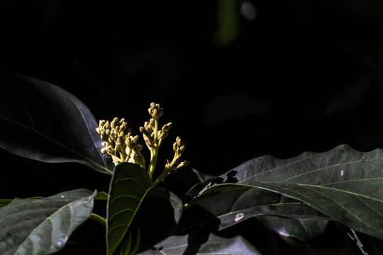 Close up shot of fresh green avocado tree leaves and small delicate yellow flowers starting to bloom on branches in a sunny orchard background, sustainable agriculture cultivation in Brazil.