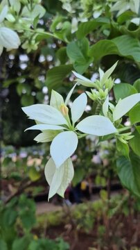 Nusa Indah Putih, also known as *Janda Kaya* or Bangkok Rose thrives as an ornamental shrub and prefers full sun to partial sun.