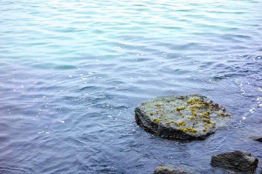 Close-up view of a rocky coastline in San Diego near South Mission beach showing a boulder covered in sea moss and ocean water, California