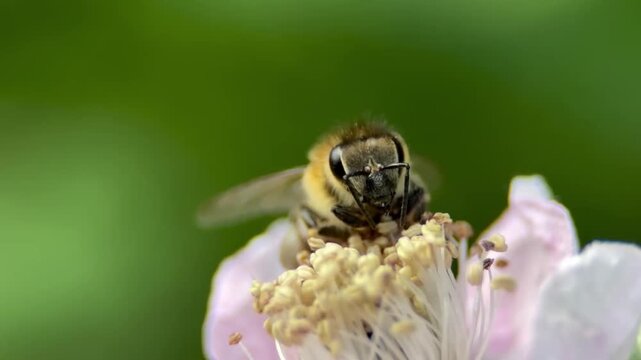 Honey bee hovering in mid air near a blooming pink flower to collect pollen