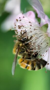 Honey bee collecting nectar from a flower