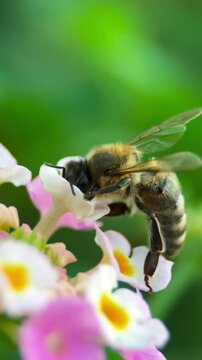 Honey bee collecting nectar on pink lantana flowers