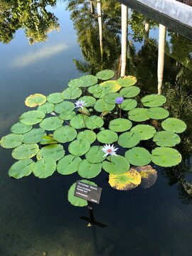 lily of the valley