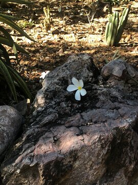 spring in the forest