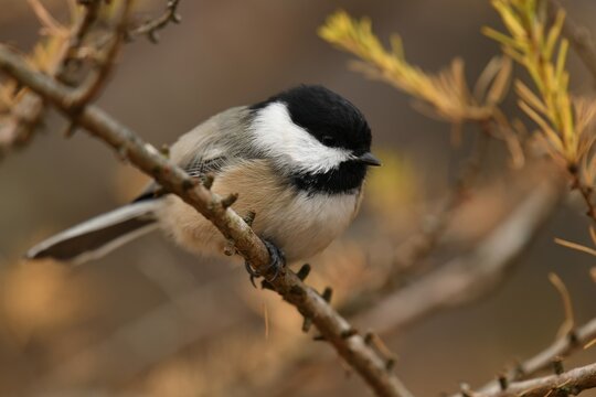 Black-capped chickadee in a tamarack tree. 