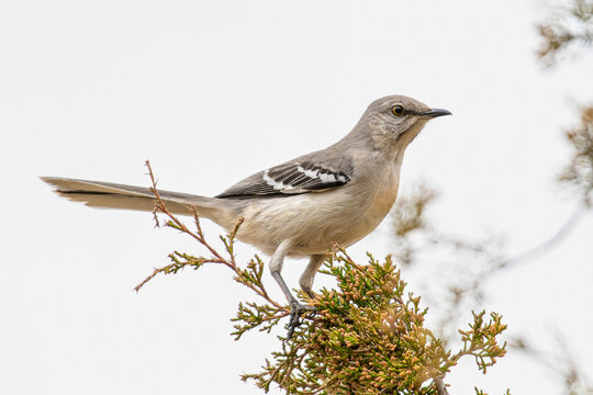 Northern mockingbird in an evergreen treetop on an overcast day.