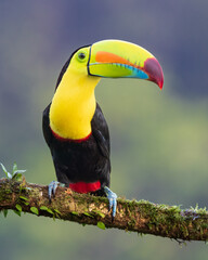 Keel-billed toucan A vibrant Keel-billed toucan perches on a mossy tree branch. Also known as rainbow-billed toucan or sulphur-breasted toucan  © Rodolfo González