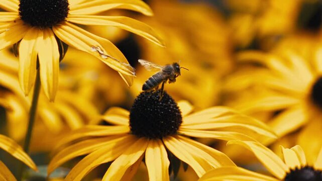 close up of yellow flower