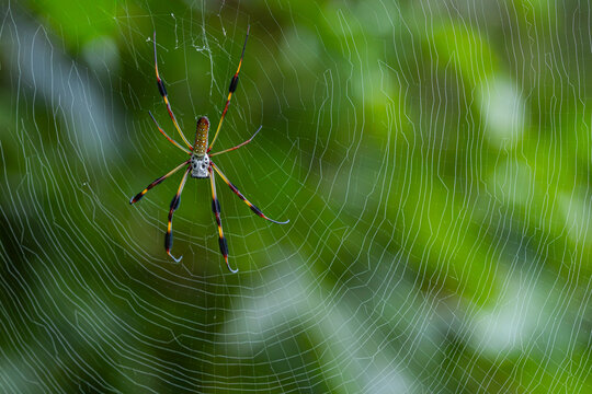 Garden spider on a web