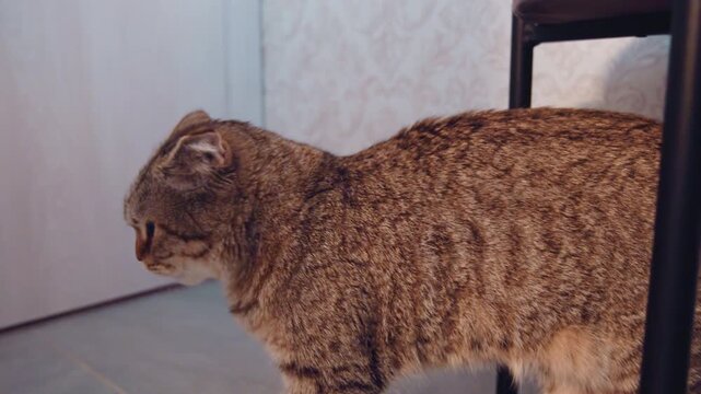Tabby cat in kitchen sniffing food, brown striped feline prowls tile floor, weaves between chair legs, pauses to stare, nudges camera for closeup nose shot, playful curious mood, warm indoor lighting,