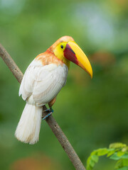 Yellow-throated Toucan A famous wild leucistic Yellow-throated Toucan (Ramphastos ambiguus), nicknamed "Tuky," lives in the Caribbean lowlands of Costa Rica around Guapiles © Rodolfo González