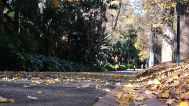 Fallen autumn leaves on a tree-lined&nbsp;pathway with distant pedestrians walking through Fitzroy Gardens framed by mature trees and soft sunlight in East Melbourne, Victoria, Australia.