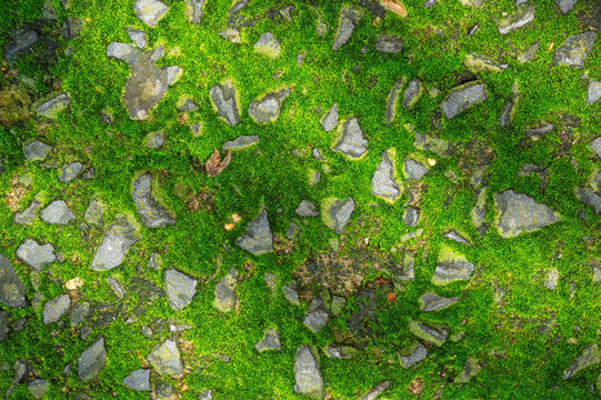 Green Moss Growing on Grey Stone Ground Texture. natural background perfect for environmental, gardening, and organic texture concepts.