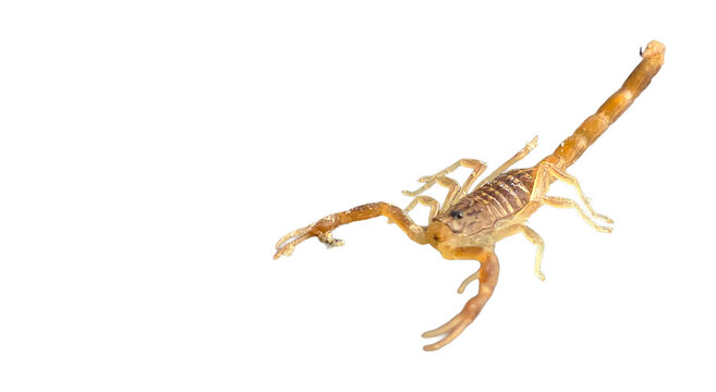 Yellow Deathstalker scorpion (Leiurus quinquestriatus) side profile with sting tail isolated on transparent background png