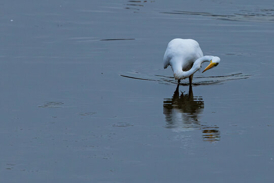 Great egret with neck craned while fishing